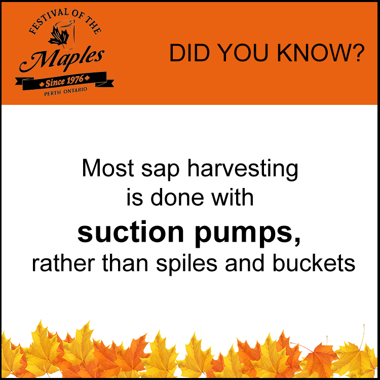 maple-fun-fact-sap-harvest-pumps The Pepper Mustache