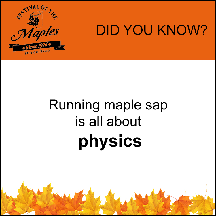 maple-fun-fact-sap-physics The Pepper Mustache