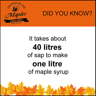 maple-fun-facts-40-litres-of-sap The Pepper Mustache