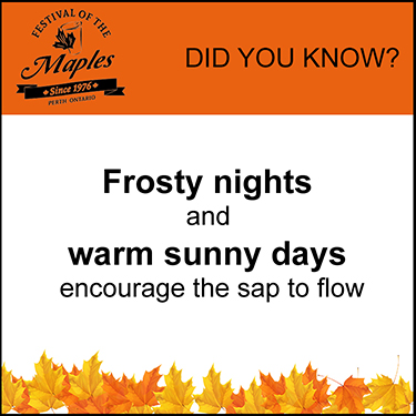 maple-fun-facts-frosty-nights-sunny-days The Pepper Mustache
